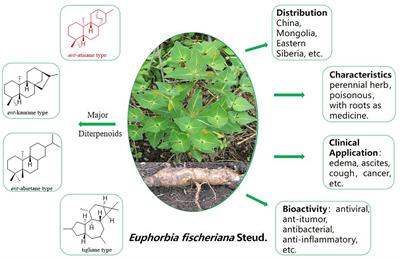Diterpenoids target SARS-CoV-2 RdRp from the roots of Euphorbia fischeriana Steud